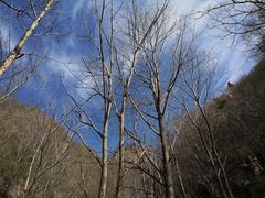 -王顺山国家森林公园