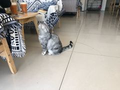 -平行世界·猫咖(首经贸店)