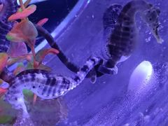 -海合安青岛极地海洋公园