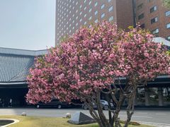 -新罗免税店(首尔总店)