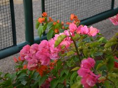 -布里斯班南岸公园