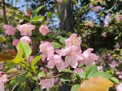 -南汇桃花村