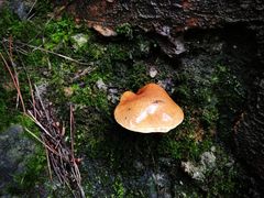 -塔云山