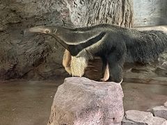 -深圳野生动物园