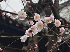 -长春观