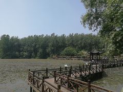 -合肥滨湖国家森林公园