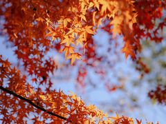 -花开海上生态园