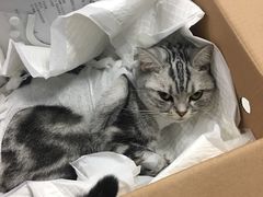 -纳吉亚猫专科动物诊疗中心(蒋宅口分院)