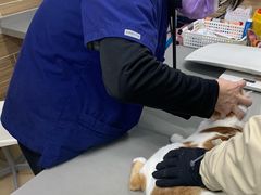 -爱侣宠医·鹦鹉专科·小型哺乳类·异宠专科(灵石路店)