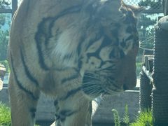 -西霞口神雕山野生动物世界