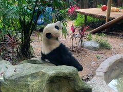 -深圳野生动物园