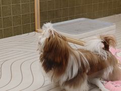 -帕帕拉兹宠物(亚洲旗舰店)