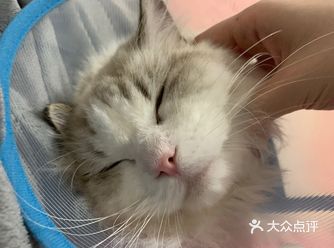 花式撸猫 我家大爷最开心的一个月 全家在家陪它