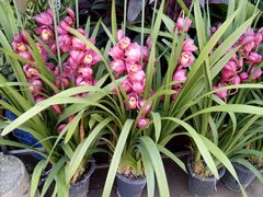 -桂林市花鸟市场