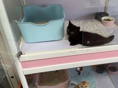 -Bastet sally猫舍购宠(静安店)