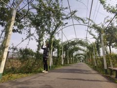 -上海长兴岛郊野公园