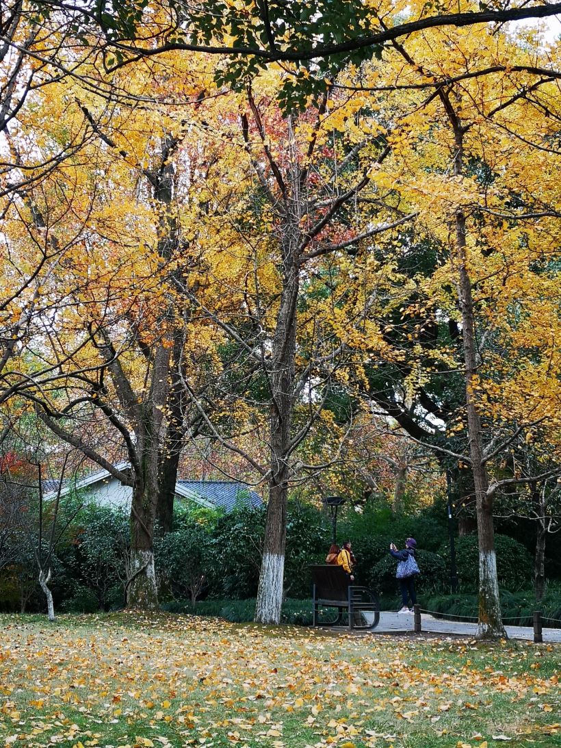 冬日暖阳中色彩缤纷-----就在幽静的杭州学士公园