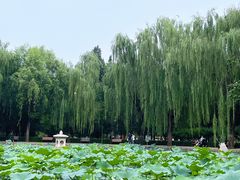 -团结湖公园