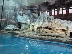 -帝企鹅自助餐厅•儿童岛•真企鹅(长隆企鹅酒店)