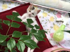 -瑞派·关忠动物医院(国瑞店)