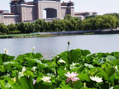 -莲花池公园