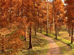 -黄海国家森林公园