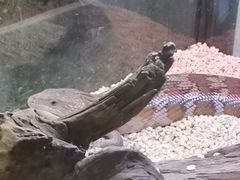 -酷以爬仙阁实体爬宠店·守宫·蜥蜴·专业繁育