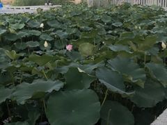-泰山风景名胜区-虎山公园