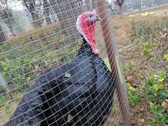 -渭南桃花源民俗文化园