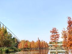 -白鹭湾湿地公园