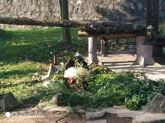 -都江堰中华大熊猫苑