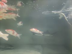 -苏州艺都古玩花鸟市场