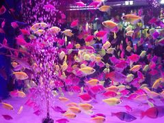 -朝来春花卉市场