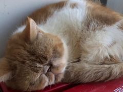 -怪兽屋·羊驼·猫咖·狗咖(俊华广场店)