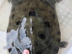 -德清诚信农产品莫干湖甲鱼直销店