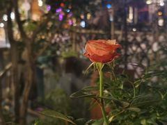 -留香花园(淮海街商业街店)