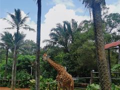 -海南热带野生动植物园