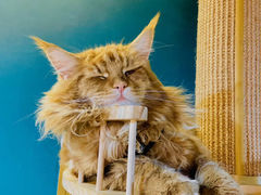 -猫十亿·布偶金渐层·曼基康矮脚猫舍(青年路店)