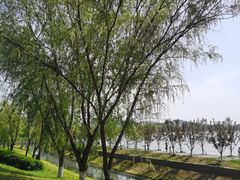 -羊山湖公园