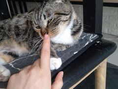 -平行世界·猫咖(首经贸店)