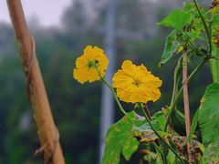 -都江堰玫瑰花溪谷
