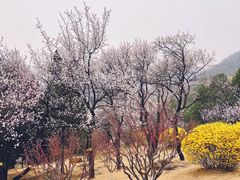 -北京西山国家森林公园