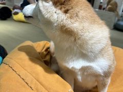 -逗柴咖啡屋·狗咖猫咖宠物桌游