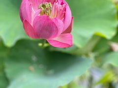 -陈家山荷花公园