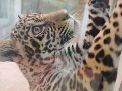 -西霞口神雕山野生动物世界