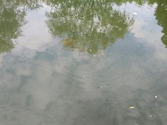 -西湖外事游船(花港观鱼码头)