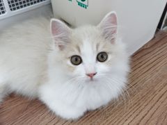 -猫大福·Fortune Cat猫舍(百子湾店)