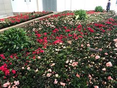 -翠华餐厅(香港国际机场店)