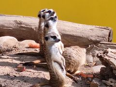 -北京野生动物园