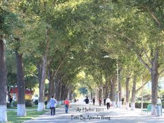 林荫道-斯大林公园